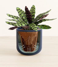 Load image into Gallery viewer, Twilight Blue stand:all