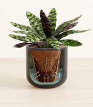 Load image into Gallery viewer, Stone Black stand:all