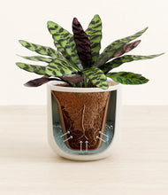 Load image into Gallery viewer, Cotton White stand:all