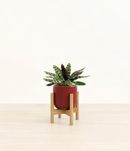 Load image into Gallery viewer, Striped Cherry Red stand:bamboo