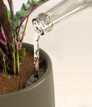 Load image into Gallery viewer, Olive stand:all