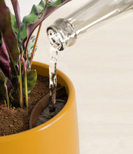 Load image into Gallery viewer, Mustard stand:all