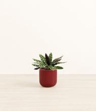 Load image into Gallery viewer, Striped Cherry Red*****Profile