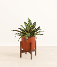 Load image into Gallery viewer, Earth Red stand:walnut