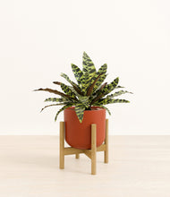 Load image into Gallery viewer, Earth Red stand:bamboo