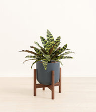 Load image into Gallery viewer, Iron Gray stand:walnut