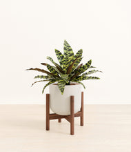 Load image into Gallery viewer, Natural Bamboo stand:walnut