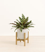 Load image into Gallery viewer, Natural Bamboo stand:bamboo