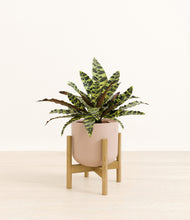 Load image into Gallery viewer, Sandy Pink stand:bamboo