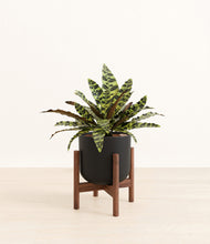 Load image into Gallery viewer, Stone Black stand:walnut