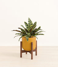 Load image into Gallery viewer, Sunset Orange stand:walnut