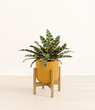 Load image into Gallery viewer, Sunset Orange stand:bamboo