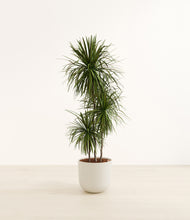 Load image into Gallery viewer, Natural Bamboo*****Profile