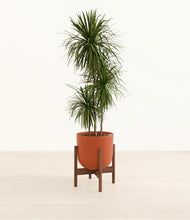 Load image into Gallery viewer, Earth Red stand:walnut
