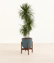 Load image into Gallery viewer, Iron Gray stand:walnut