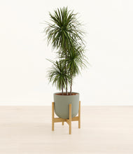 Load image into Gallery viewer, Sage Green stand:bamboo