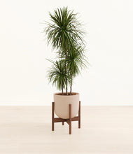 Load image into Gallery viewer, Sandy Pink stand:walnut