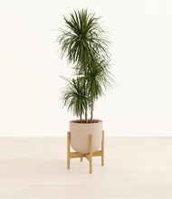Load image into Gallery viewer, Sandy Pink stand:bamboo