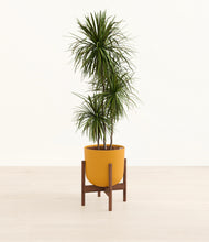 Load image into Gallery viewer, Sunset Orange stand:walnut