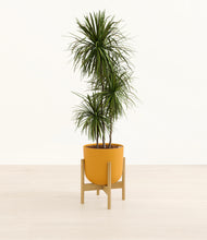 Load image into Gallery viewer, Sunset Orange stand:bamboo