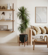 Load image into Gallery viewer, Stone Black stand:walnut