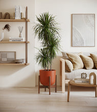 Load image into Gallery viewer, Earth Red stand:walnut