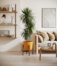 Load image into Gallery viewer, Sunset Orange stand:walnut