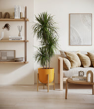 Load image into Gallery viewer, Sunset Orange stand:bamboo