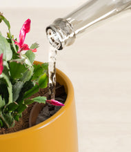 Load image into Gallery viewer, Mustard stand:all