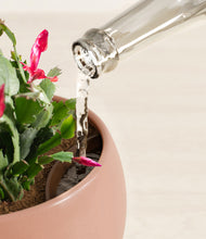 Load image into Gallery viewer, Calm Rose stand:all