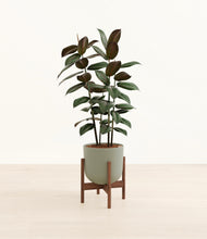 Load image into Gallery viewer, Sage Green stand:walnut