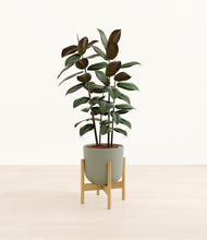 Load image into Gallery viewer, Sage Green stand:bamboo