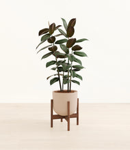 Load image into Gallery viewer, Sandy Pink stand:walnut