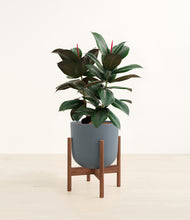 Load image into Gallery viewer, Iron Gray stand:walnut