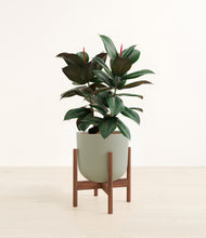 Load image into Gallery viewer, Sage Green stand:walnut