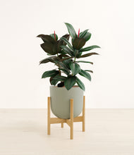 Load image into Gallery viewer, Sage Green stand:bamboo