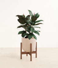 Load image into Gallery viewer, Sandy Pink stand:walnut