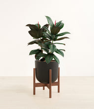 Load image into Gallery viewer, Stone Black stand:walnut