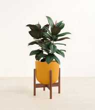 Load image into Gallery viewer, Sunset Orange stand:walnut