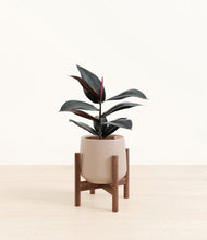 Load image into Gallery viewer, Eternal Gray stand:walnut