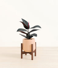 Load image into Gallery viewer, Gentle Pink stand:walnut