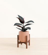 Load image into Gallery viewer, Calm Rose stand:walnut
