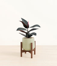 Load image into Gallery viewer, Turquoise stand:walnut