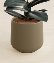 Load image into Gallery viewer, Olive stand:all