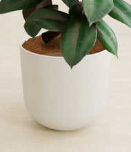 Load image into Gallery viewer, Natural Bamboo stand:all