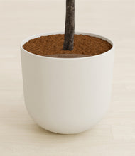 Load image into Gallery viewer, Natural Bamboo