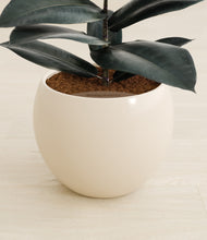 Load image into Gallery viewer, Shiny EggWhite stand:all