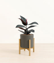 Load image into Gallery viewer, Dark Olive stand:bamboo