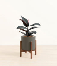 Load image into Gallery viewer, Dark Olive stand:walnut