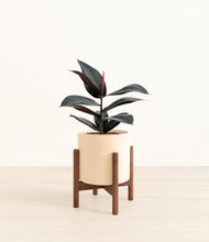 Load image into Gallery viewer, Cream stand:walnut